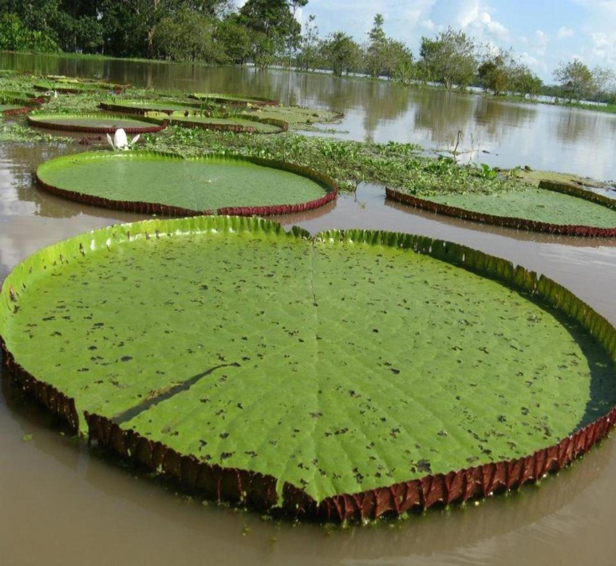 Cabana Flotante Kurupira ليتيسيا المظهر الخارجي الصورة
